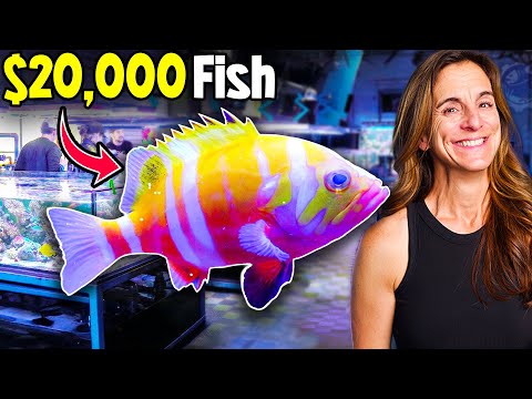 You Never See This Rare $20,000 Grouper!!