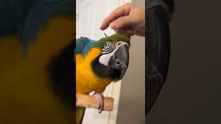 Fixing Macaw feather that was out of place