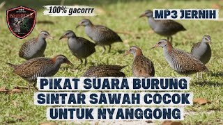 Download lagu PIKAT SUARA BURUNG SINTAR ‼️ 100% GACORR GAPERLU NUNGGU LAMA #subscribe #hunting  mp3