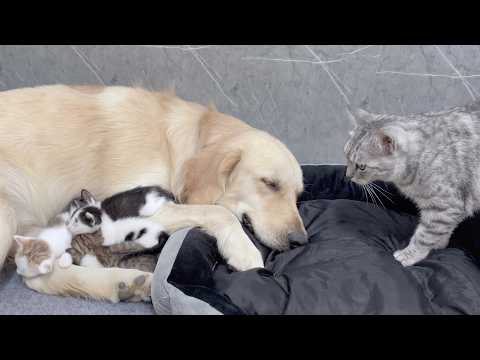 YouTube 썸네일