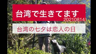 台湾からPodcast【台湾で生きてます20210814】台湾の七夕は恋人の日