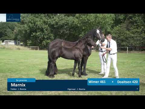 Veulenkeuring fokvereniging It Fryske Hynder 22-8-2020