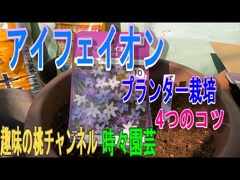 園芸 イフェイオン・アルベルト・カスティージョ、成長のヒント