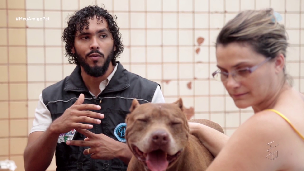 Brutos e Baltazar: saiba como fazer seu cachorro parar de brigar