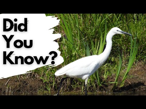 Things you should know about LITTLE EGRETS!