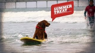 The Surfing Dogs of Summer | American Dog With Victoria Stilwell