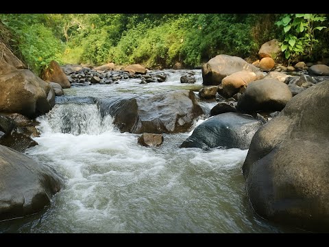 Bringing You Calming Nature Sounds to Relax, Study, Sleep, and Work