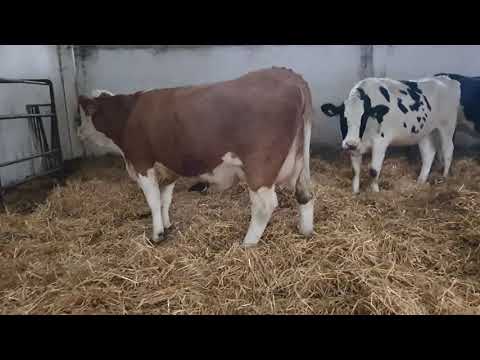 SIMENTALER wysokocielna 81 8574800