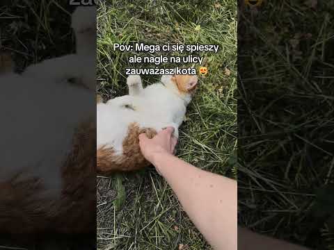 Są rzeczy ważne i ważniejsze 😻😻 #ytshorts #ytviral #shortsfeed #shorts #shortsviral #cats #realiy