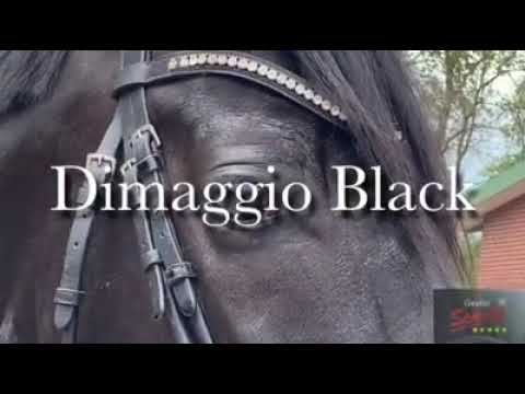 Dimaggio Black (Training Mai 2020)