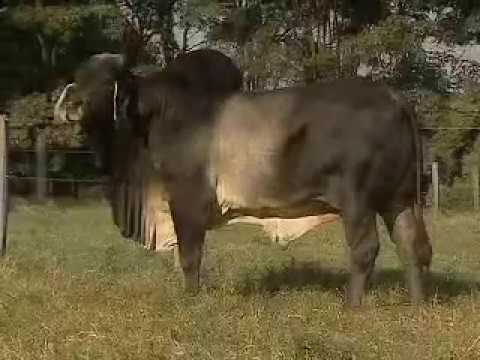 Touro Guzerá MARCA SOL EMENTHAL