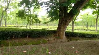 preview picture of video 'Assam tea Garden'