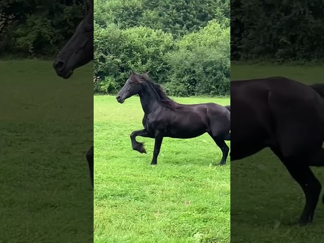 Draagmerrie Fries Te koop 2014 Zwart ,  BEART 411