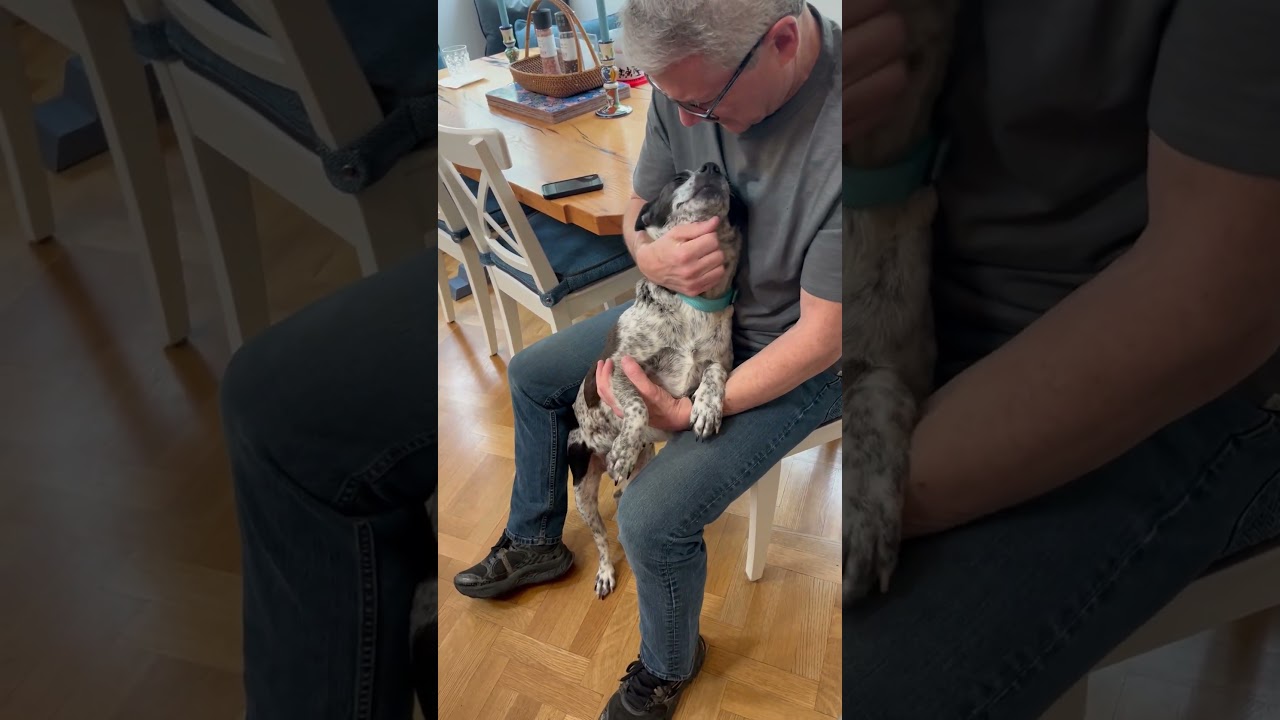 Enlarge Dee, a Adoptable Australian Cattle Dog / Blue Heeler in Ferndale, MI video 6/6