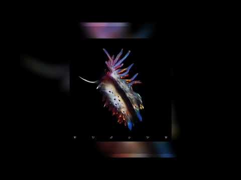 Sub focus x Camelphat x Culture shock feat Rhodes - Secrets ( s l o w e d + r e v e r b )