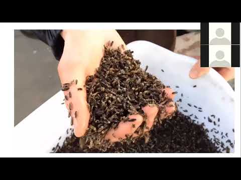 Flight of the Waterbugs-- Corixid Migration with Stephen Srayko