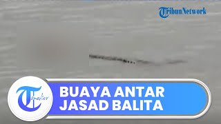 Viral Seekor Buaya Antar Jasad Balita ke Tepian Sungai, Badan Utuh Tak Ada Bekas Cabikan