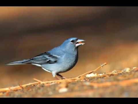 Pinzón Azul de Tenerife Cantando Sonido para Llamar El Mejor