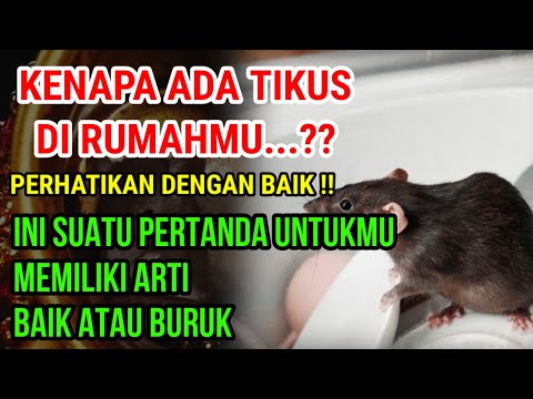 7 ARTI TIKUS MASUK RUMAH...!! INI SUATU PERTANDA UNTUKMU, BISA TANDA BAIK ATAU BURUK