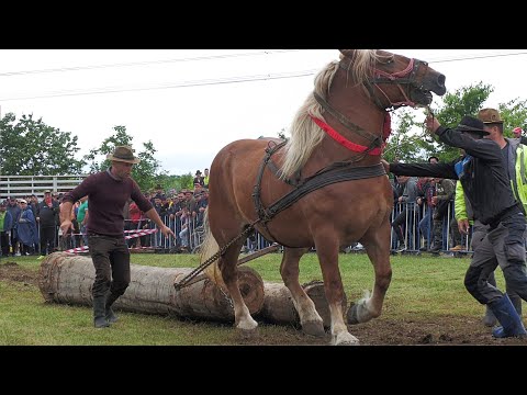 Cai de tracțiune locul 3 la simplu Medieșu Aurit 17 Iunie 2023 Păsăroiu de la Satu Mare