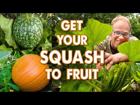 How To Harvest Store Onions