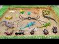 Learn Bugs Insects And Reptiles Fun Facts And Names In English For Toddlers