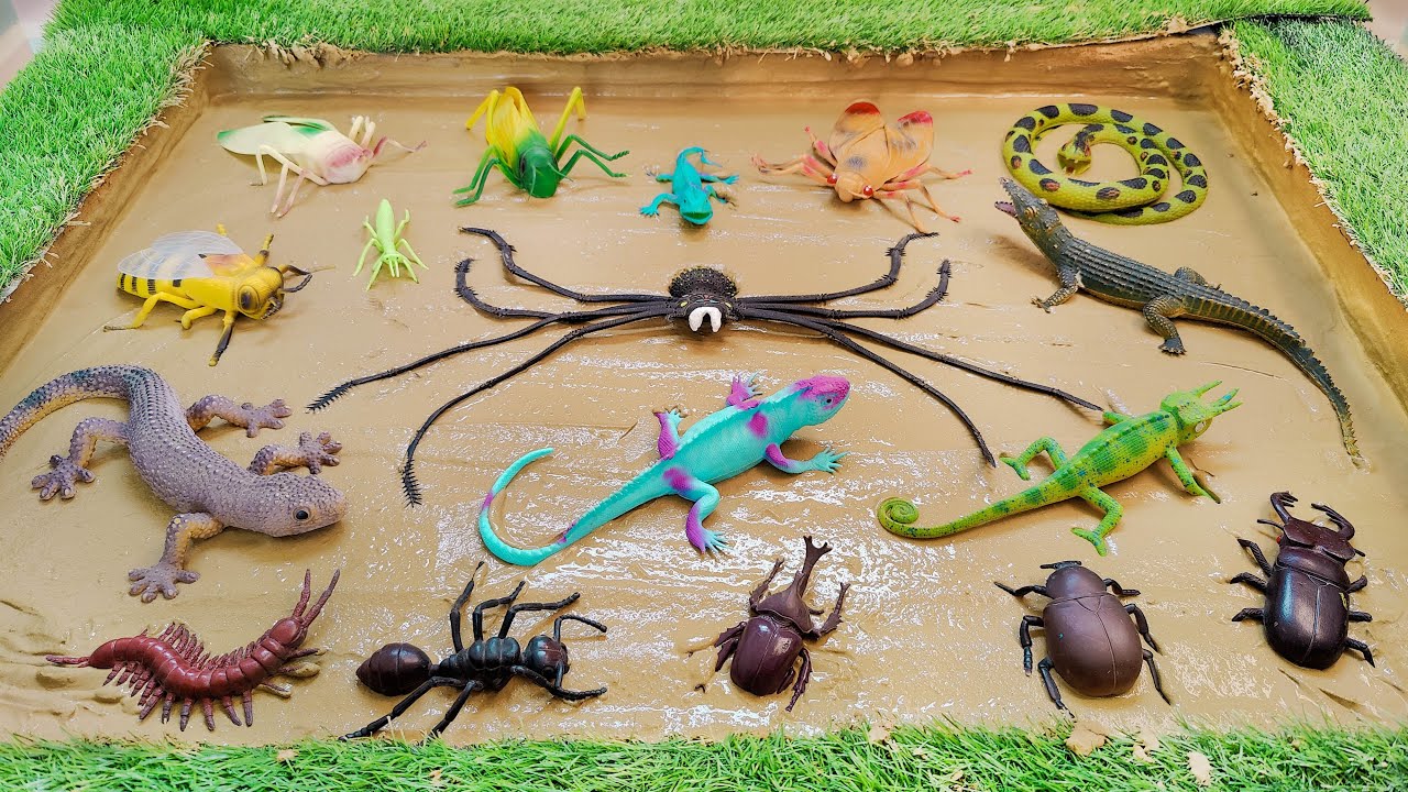 Learn Bugs, Insects and Reptiles Fun Facts and Names in English for Toddlers