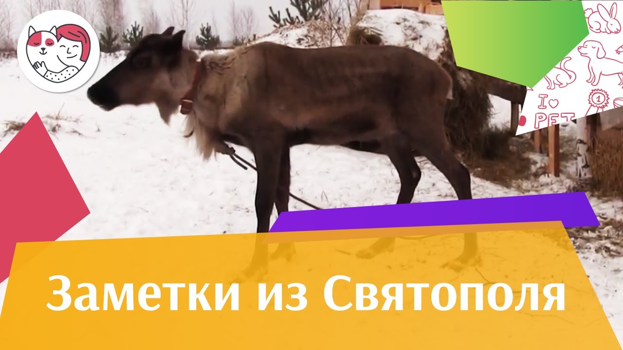 ЗАМЕТКИ ИЗ СВЯТОПОЛЯ выпуск 11 на ilikepet