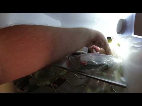 MongoTV_9193 - Mongo Madskole - POMFRITTER