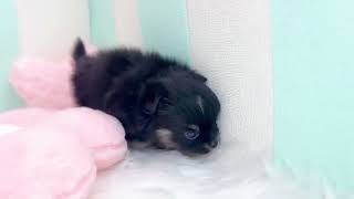 ハーフ犬の動画01