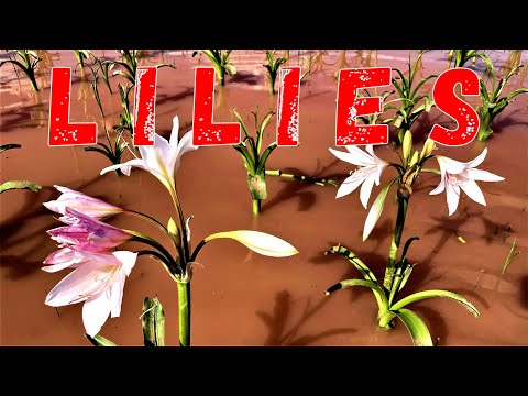 Short video of blooming lilies fields near Maltahohe, Namibia, southern Africa