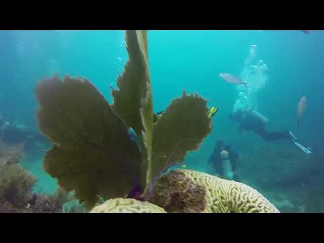 Dive French Reef | Key Largo Florida