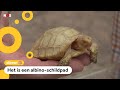 Zeldzame witte reuzenschildpad geboren