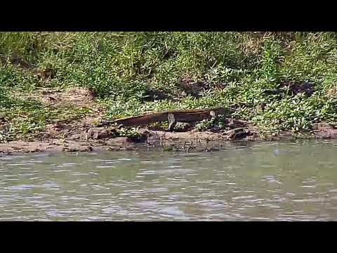 Djuma: Water Monitor Lizard - 14:23- 04/13/20
