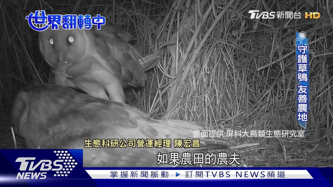 瀕危草鴞全台剩500隻 農友友善種植守護棲地 農田到餐桌永續鏈