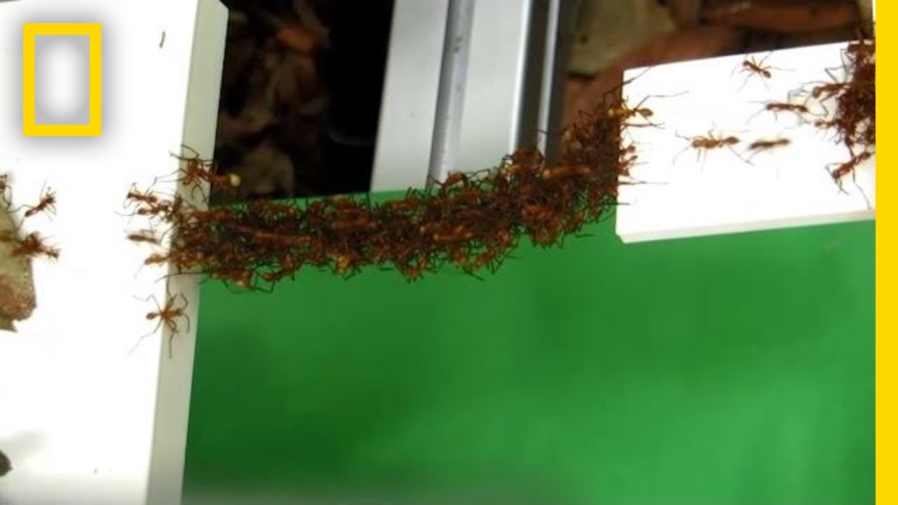 See How Ants Build Bridges in Mid-Air With Just Their Bodies | National Geographic