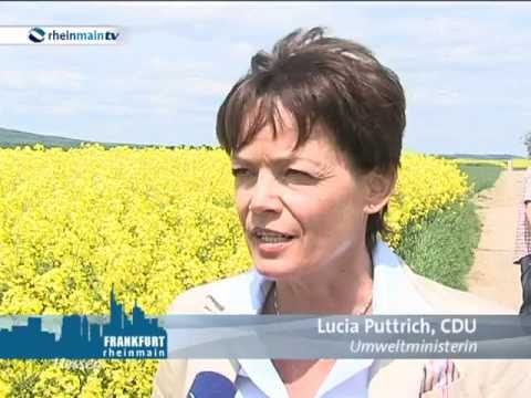 Rapsblüte 2013 in Hessen