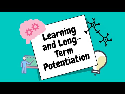 Learning in the Brain - Long-Term Potentiation