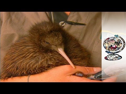 Kiwis: Saving The World's Cutest Endangered Birds Video