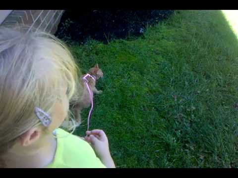 Taking Eloise the Cat for a Walk!