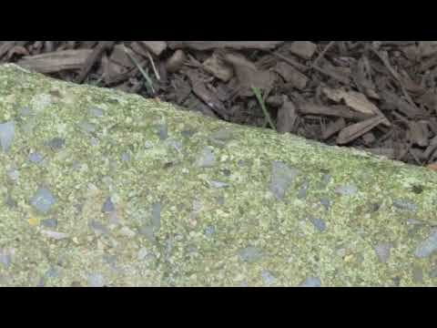 Ants Trailing Around the Back Door in Spotswood, NJ