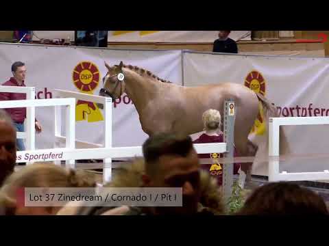 DSP Hengsttage 2023 - 2. Freispringen Springhengste