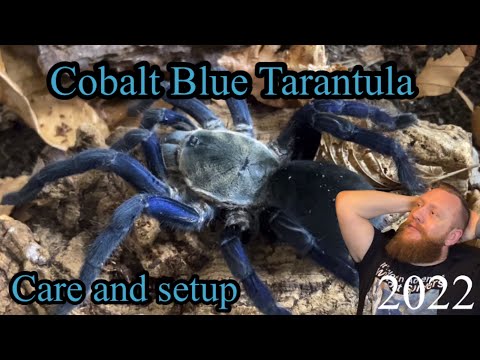 Cyriopagopus lividus (Cobalt Blue) — chov a nastavenie fosoriálneho terária (Scott's Inverts)