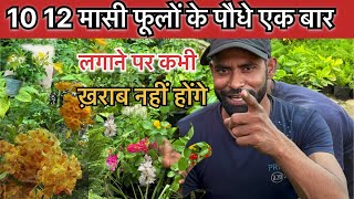 barahmasi sabse Jyada Phool Dene Wale 10 is Samay ke paudhe