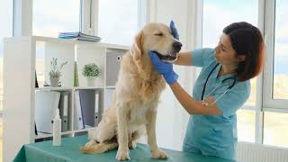 Neurological Issues in Golden Retrievers: What to Know & How to Help