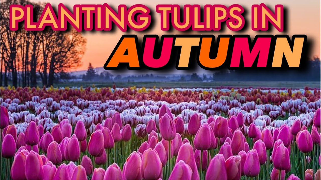 TULIPS 101: GROWING TULIPS FOR BEGINNERS