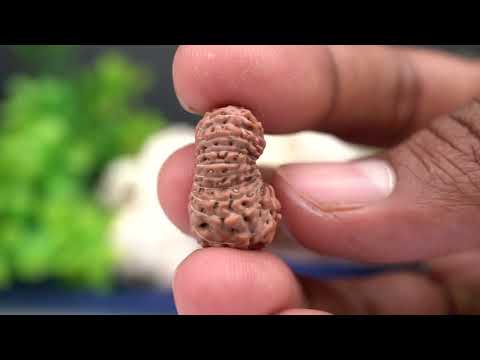 Rudraksha Product Image