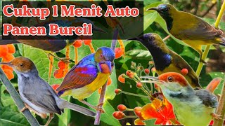 Download lagu MP3 SUARA PIKAT BURCIL KOMBINASI KORLAP,SOGON, PRENJAK AMPUH mp3 Download lagu MP3 SUARA PIKAT BURCIL KOMBINASI KORLAP,SOGON, PRENJAK AMPUH mp3
