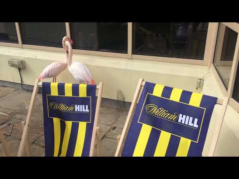 Kevin Buckley on Coolmore's 2017 St Leger entries