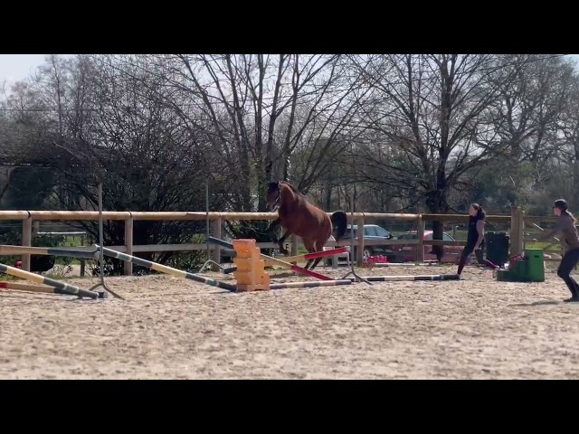 Jument SF par Balou Star